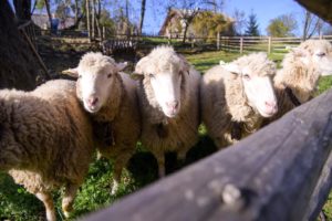 Унікальні традиції капатського вівчарства у новому проєкті