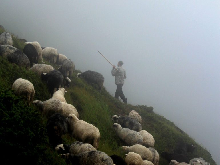 Відкриваємо для світу неймовірно цікаві традиції вівчарства