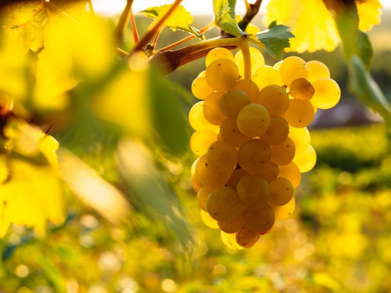 «Cорти винограду в польських Карпатах та вино, вироблене в Підкарпатському воєводстві»