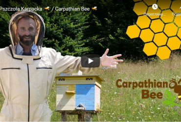 Слідами Карпатської бджоли