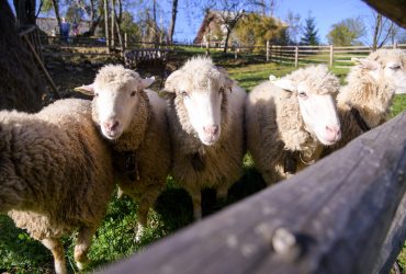 Продовжуємо знайомство з традиціями вівчарської культури